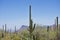 Saguaro in Saguaro National Park West, Tucson Arizona