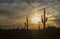 Saguaro shadows and vibrant yellow sunset sky of the Southwest Desert