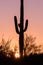 Saguaro Silhouetted at Sunset