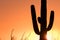 Saguaro Silhouetted at Sunset