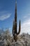 Saguaro Snow