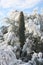 Saguaro Snow