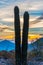 Saguaro Sunset