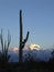 Saguaro with Sunset