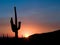 Saguaro Sunset