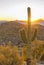 Saguaro in Sunset