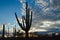 Saguaro at Sunset