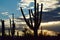 Saguaro Sunset