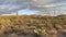 Saguaro - Superstition Mountains - Arizona