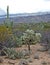 Saguaro and Teddy Bear Cholla Cactus Against Snow Cover