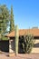 Saguaro and Thornless Cereus Cactus in Arizona Front-yard