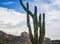 Saguaro tree with Camelback Mountain