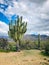Saguaro tree in a Desert landscape