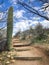 Saguaro tree in a Desert landscape