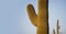 Saguaro Tree greeting banner American South West