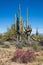 Saguaro and wildflowers Arizona