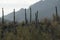 Saguaros, Arizona, USA.