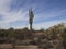 Saguaros and Cactus of Southwest Arizona Desert