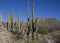 Saguaros in the canyons of Southwest Arizona Desert