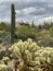 Saguaros and Cholla cactus with mountain background with hazy cloudy sky