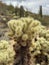 Saguaros and Cholla cactus with mountain background with hazy cloudy sky