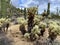 Saguaros and Cholla cactus with mountain background with hazy cloudy sky