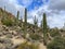 Saguaros and Cholla cactus with mountain background with hazy cloudy sky