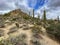 Saguaros and Cholla cactus with mountain background with hazy cloudy sky