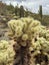 Saguaros and Cholla cactus with mountain background with hazy cloudy sky