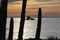 Saguaros front of Ventana Island and Sunset