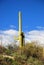 Saguaros in Saguaro National Park