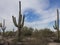 Saguaros of Southwest Arizona Desert