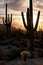 Saguaros at Sunrise