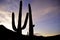 Saguaros in the Sunset