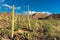 Saguaros at Sunset in Sonoran Desert