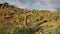 Saguaros at Tucson Mountain Park Gates Pass