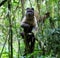 Sagui a brazilian monkey on tree, in trail to Pico do Jaragua mountain in SÃ£o Paulo, Brazil