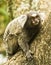 Sagui Dwarf Monkey