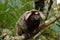 Sagui monkey at the Corcovado, Rio De Janeiro