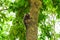 Sagui monkey Mico Estrela in the wild in Rio de Janeiro, Brazil