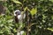 Saguinus oedipus - Tamarin Pinscher - a little cute monkey