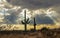 Sagurao Cactus With Sun Rays Beaming Down