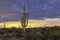 Sagurao Cactus At Sunset In Scottsdale Arizona near Browns Ranch