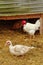 Sagy; France - june 3 2019 : poultry