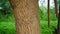 Sahajan or Moringa oleifera or Drumstick tree trunk with deeply bark gap