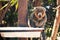 Sahamalaza sportive lemur feeding