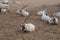 Sahara antelope scimitar Oryx