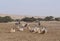Sahara antelope scimitar Oryx Oryx leucoryx and wild Donkey