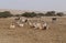 Sahara antelope scimitar Oryx Oryx leucoryx and wild Donkey