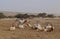 Sahara antelope scimitar Oryx Oryx leucoryx and wild Donkey